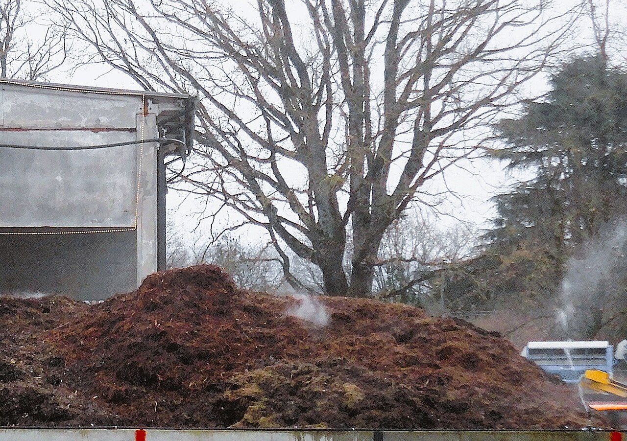 A steaming heap of fresh green waste and manure piled high at a composting site